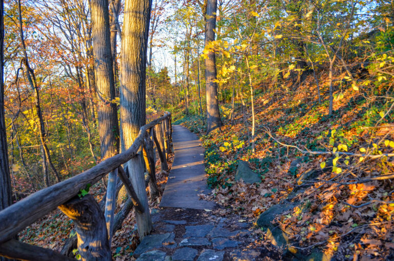 Woodland meditative walk 2